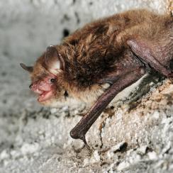 Fledermäuse Entdecken